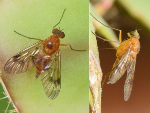 Chrysopilus laetus